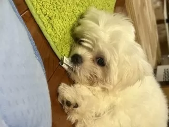 ごし 様のお迎えした子犬