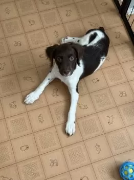 Y.O 様のお迎えした子犬