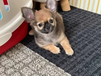 emi 様のお迎えした子犬