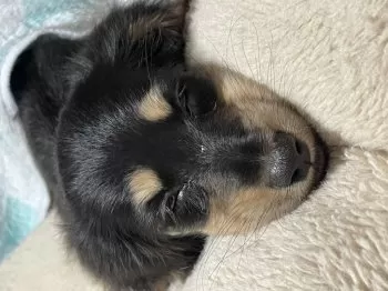 はじめ 様のお迎えした子犬