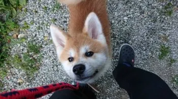 M 様のお迎えした子犬