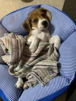 すぬ 様のお迎えした子犬