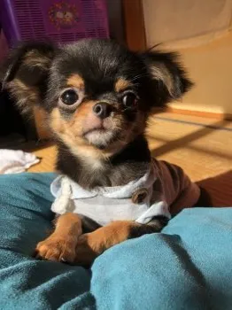 T.M 様のお迎えした子犬