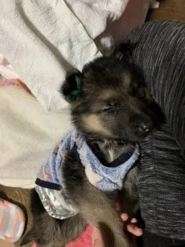 セレナ 様のお迎えした子犬