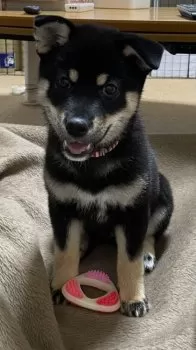 コバ 様のお迎えした子犬