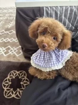 H.H 様のお迎えした子犬