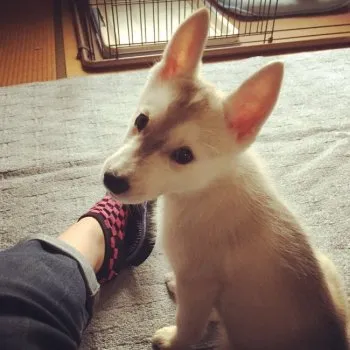 チョビ 様のお迎えした子犬