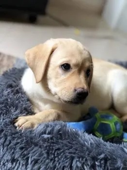 まつかな 様のお迎えした子犬