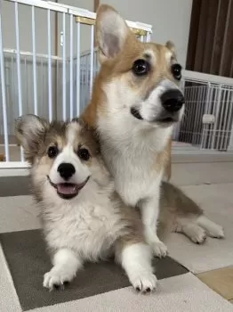 T 様のお迎えした子犬