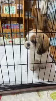 Y.Y 様のお迎えした子犬
