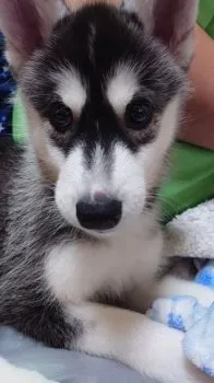 C.N 様のお迎えした子犬