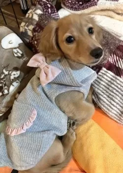 E.M 様のお迎えした子犬