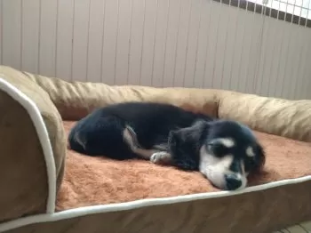 T.K 様のお迎えした子犬