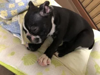 R.K 様のお迎えした子犬