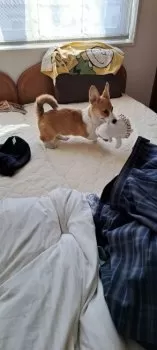 ひでさん 様のお迎えした子犬