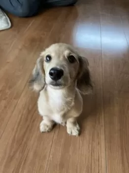 K.C 様のお迎えした子犬