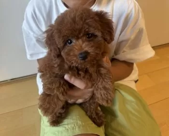 R.M 様のお迎えした子犬