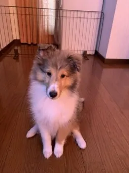 KK 様のお迎えした子犬