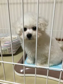 C.Y 様のお迎えした子犬