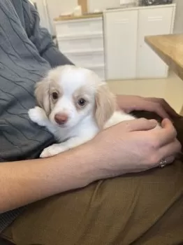 K.D 様のお迎えした子犬
