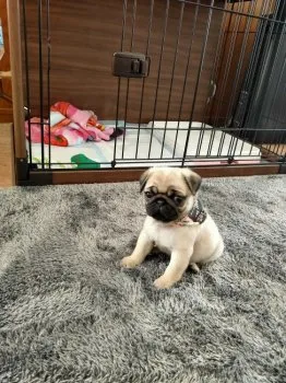 ヤマパル 様のお迎えした子犬