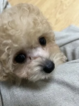 oguma2 様のお迎えした子犬