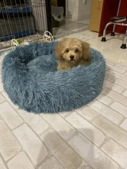 S.H 様のお迎えした子犬