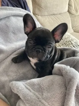 M.U 様のお迎えした子犬