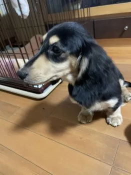 サチコ 様のお迎えした子犬