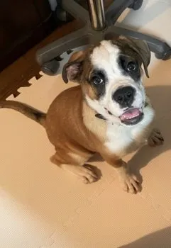 lee 様のお迎えした子犬