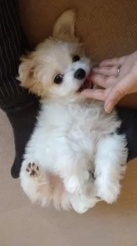 H.T 様のお迎えした子犬