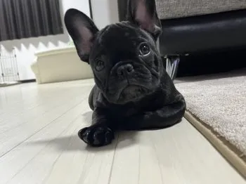 M.O 様のお迎えした子犬