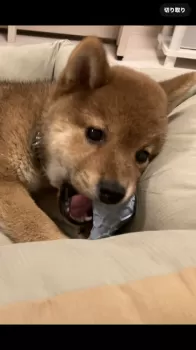 K.O 様のお迎えした子犬