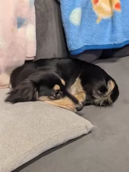 K.M 様のお迎えした子犬