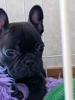 T 様のお迎えした子犬