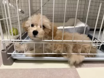 ジャッキー 様のお迎えした子犬