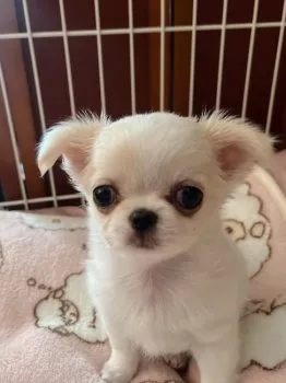 まーみ 様のお迎えした子犬