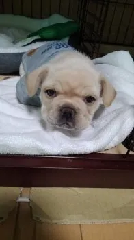 野部桃次郎 様のお迎えした子犬
