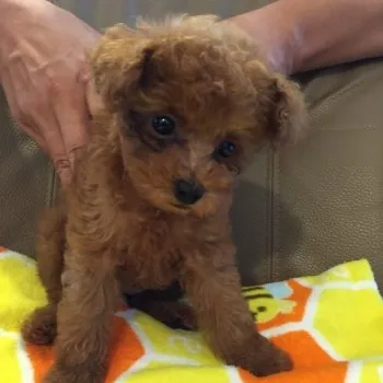 ラブちゃん 様のお迎えした子犬
