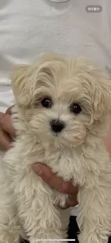 シャムネコ 様のお迎えした子犬