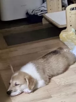 H.S 様のお迎えした子犬