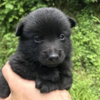 T.O 様のお迎えした子犬