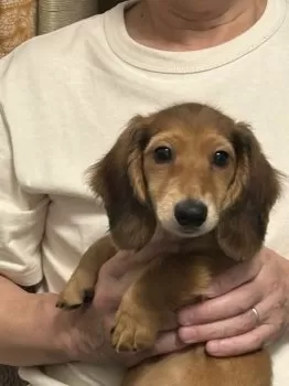 ひめビビ 様のお迎えした子犬