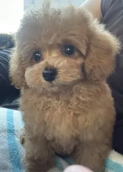 K.T 様のお迎えした子犬