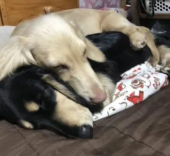 K.Y 様のお迎えした子犬