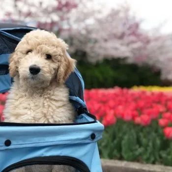 ナッツママ 様のお迎えした子犬