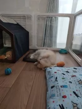 R.K 様のお迎えした子犬