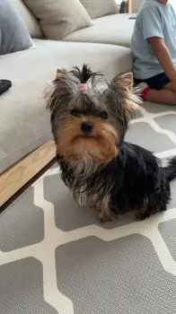 A.M 様のお迎えした子犬