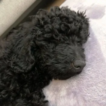 なあ 様のお迎えした子犬