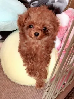 ゆきんこ 様のお迎えした子犬